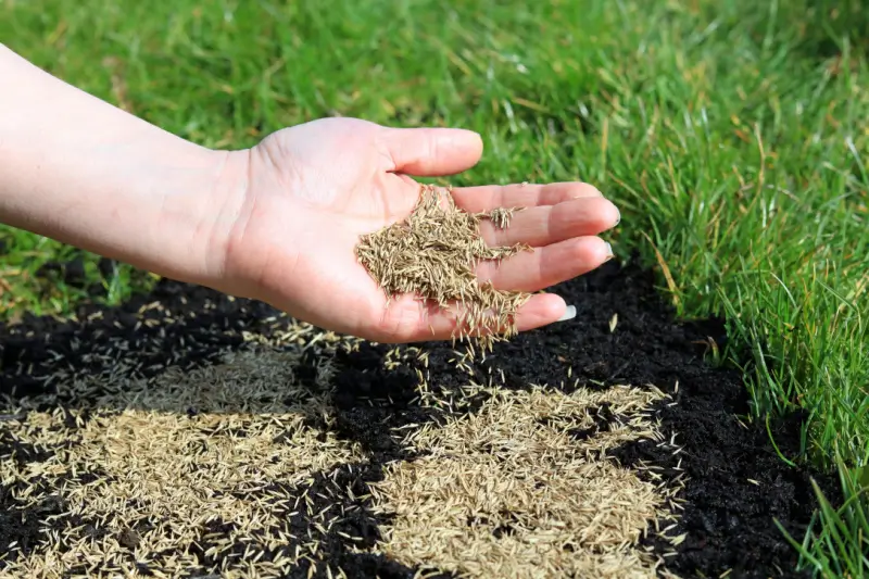 Grass seeds being spread by hand