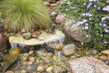 Landscape water spring with plants