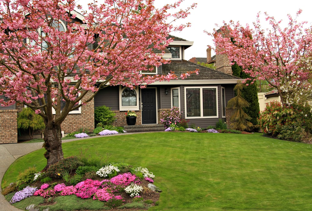 Cherry trees in front yard