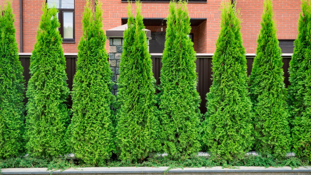 Evergreen trees in yard