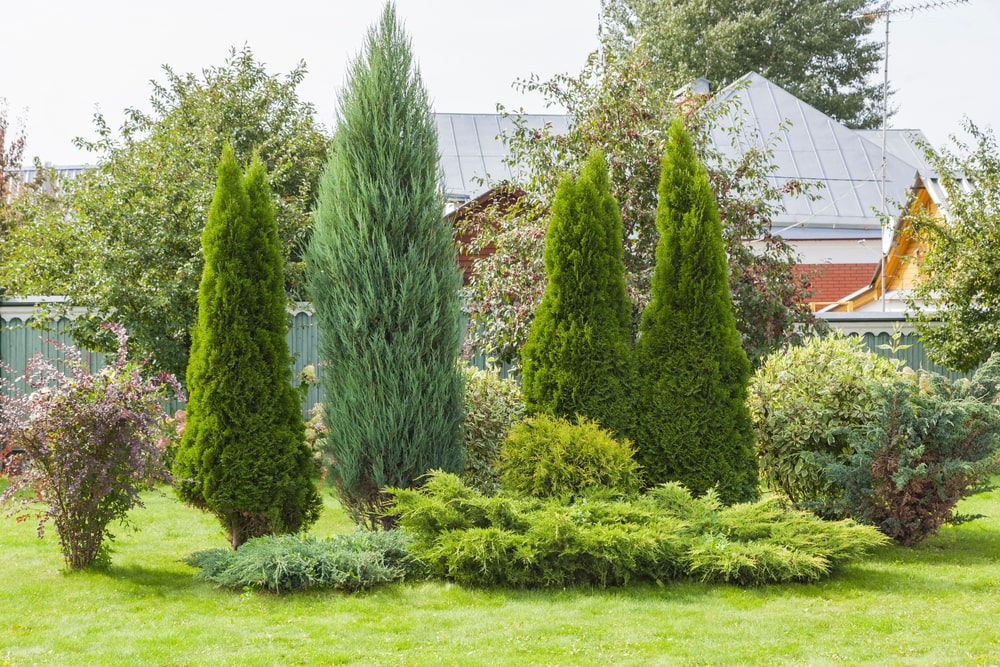 Various trees in residential yard