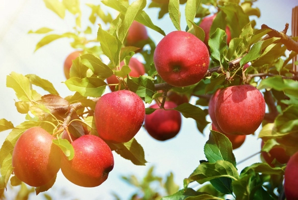 Ripe apples on a tree