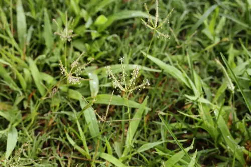 Bahia grass