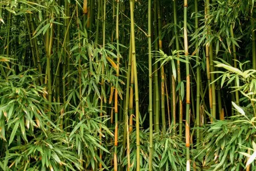 Bamboo