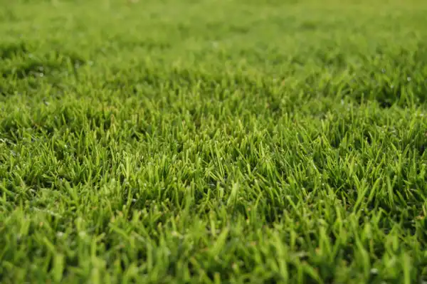 Residential lawn with Bermuda grass.