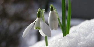 Flowers growing through snow