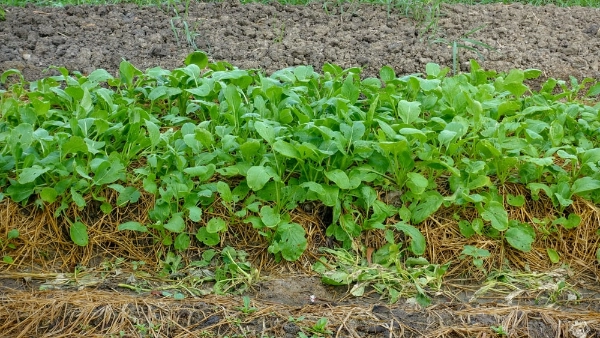 Vegetable garden with straw mulch