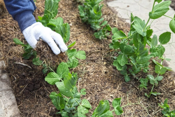 Landscaper adding mulch to a vegetable garden