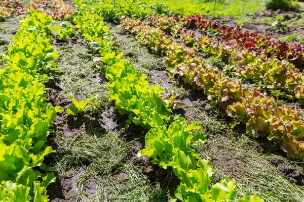 Vegetable garden with grass clippings for mulch