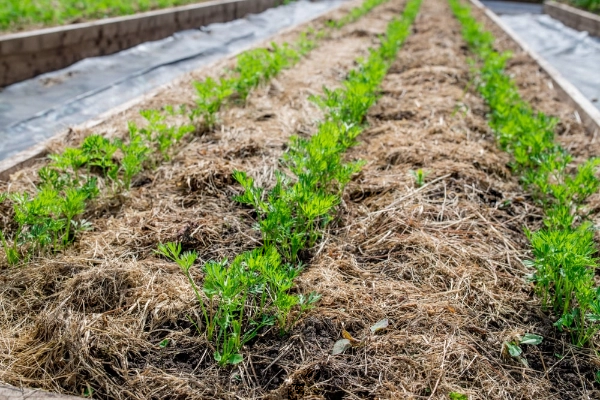 Grass clippings for mulch in vegetable garden