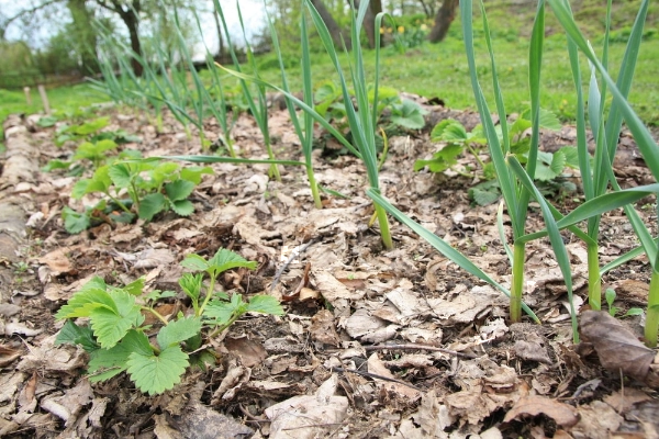 Leaves as mulch for vegetable garden