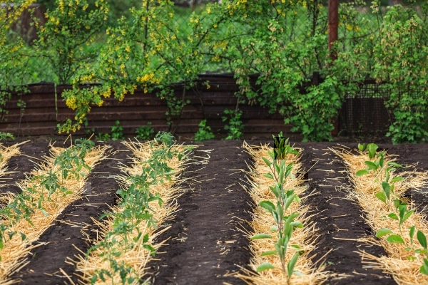 Straw mulch in vegetable garden