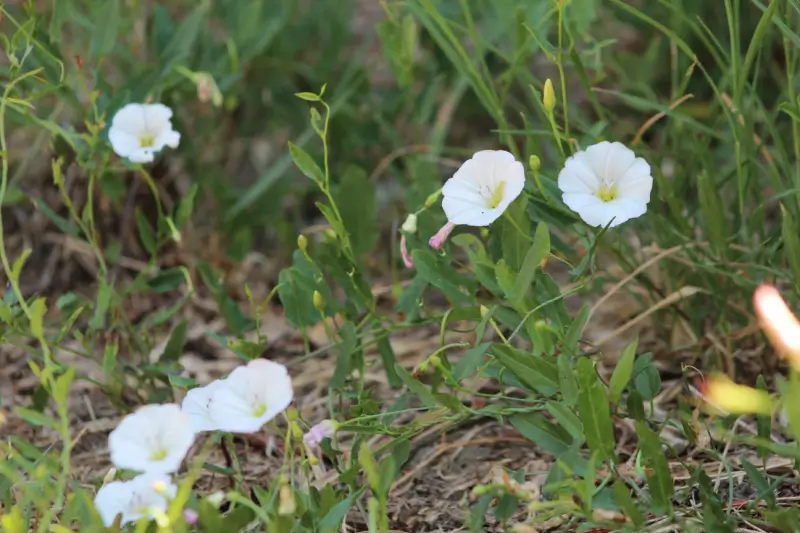 Bindweed in a garden.