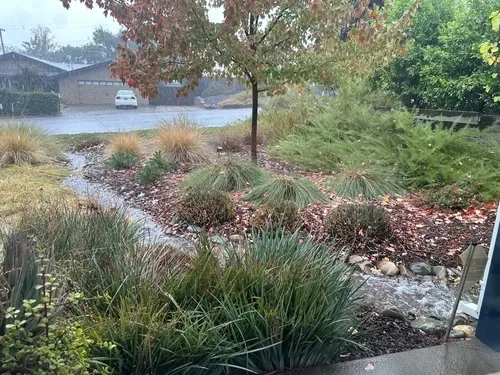 A dry-creek-bed-style bioswale filled with water runoff from a downspout.