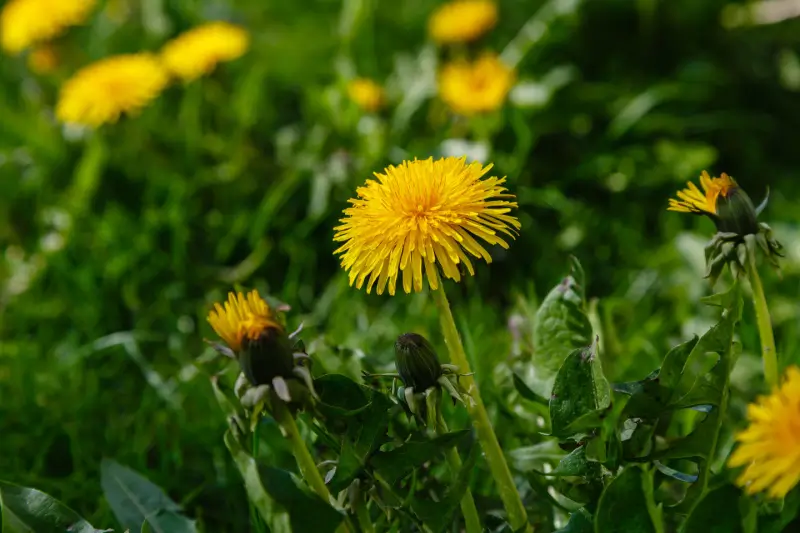 Dandelions.