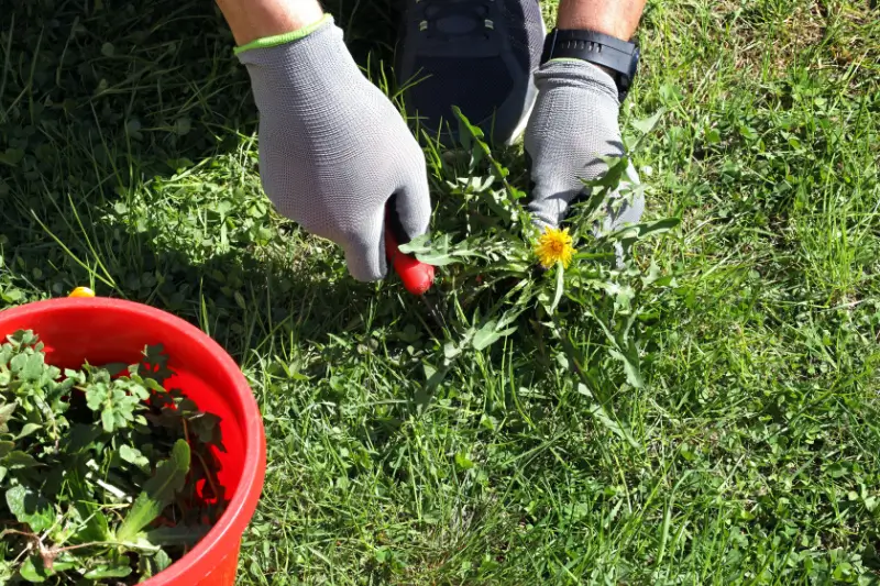 Landscaper hand-pulling broadleaf weeds.