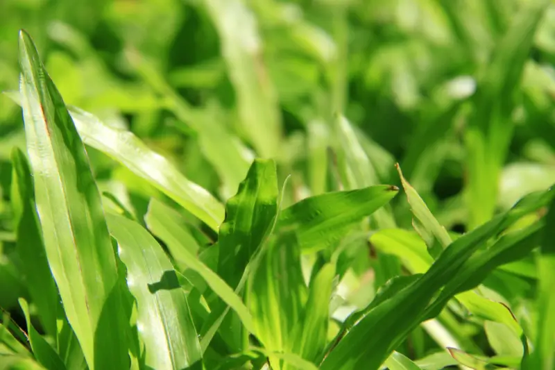 Leaves of broadleaf carpetgrass.