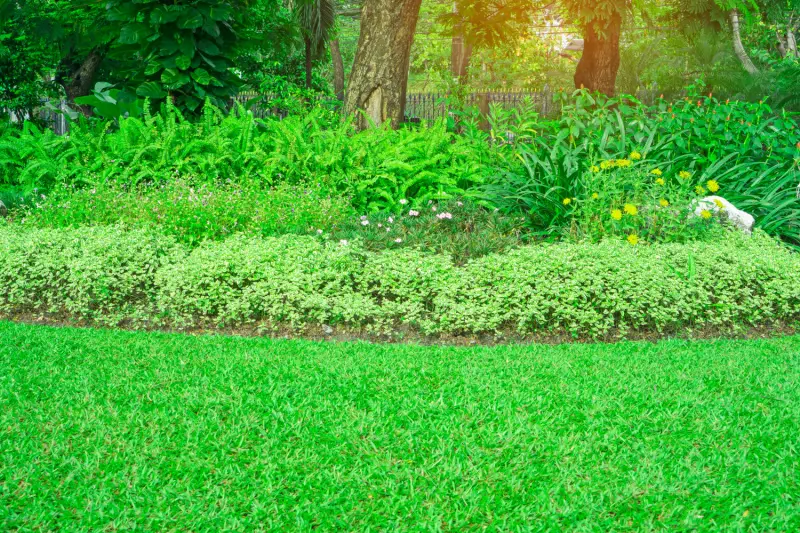 Lawn with carpetgrass.