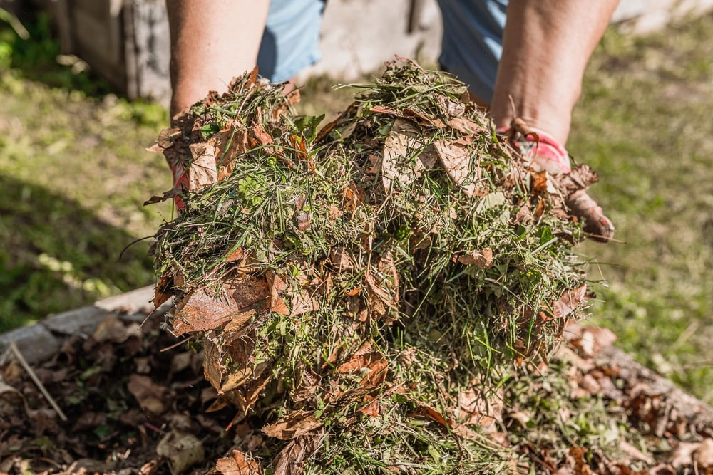 Landscaper holding compost