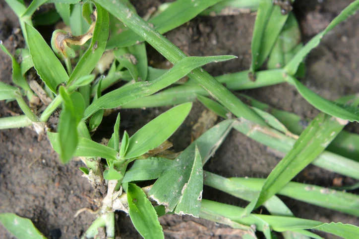 crabgrass