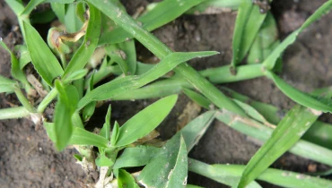 crabgrass