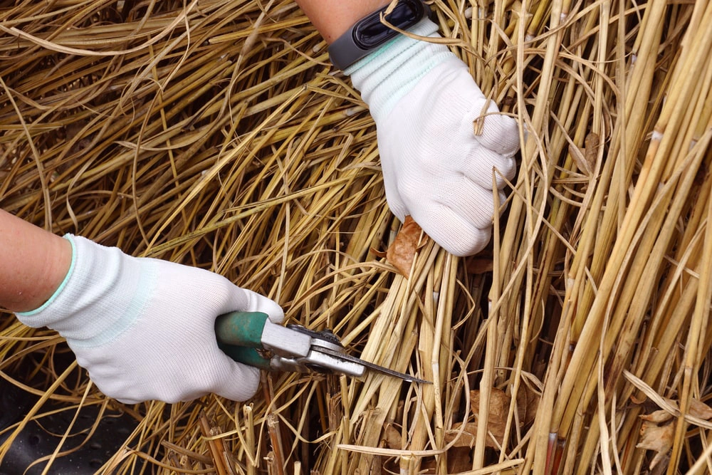 Landscaper trimming dead ornamental grass