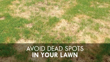 Dead Spots