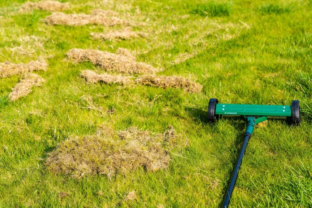 Dethatching lawn