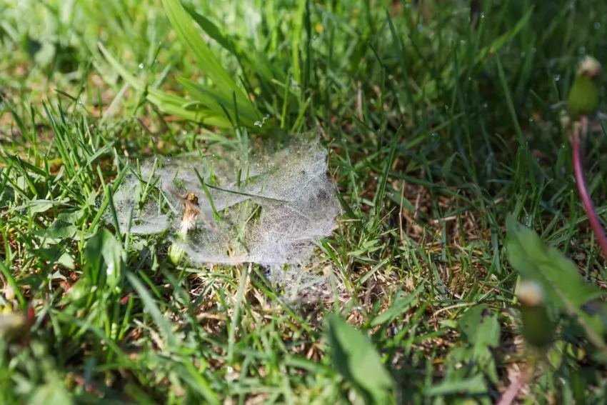 Dollar spot fungus on grass lawn.