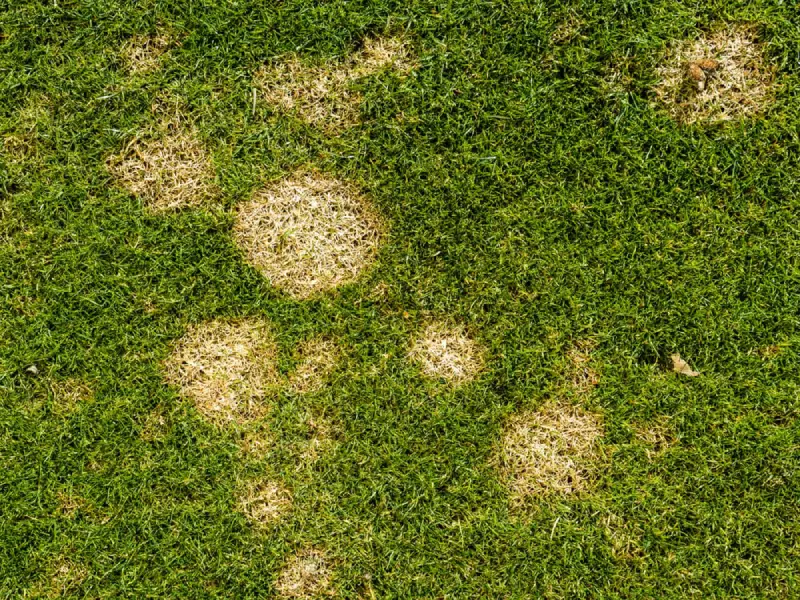 Dollar Spot Lawn Disease