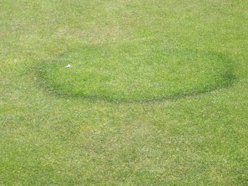 Fairy Ring lawn disease