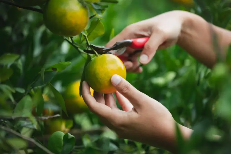 Person harvesting fruit off of a tree.