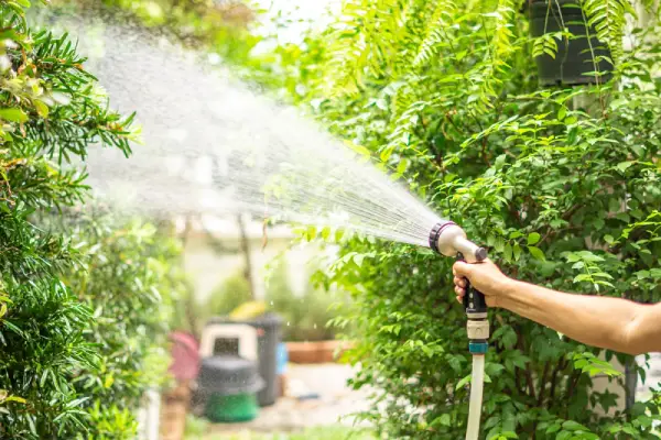 Gardener hosing plants in back yard.