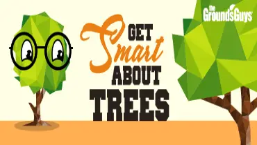 Cartoon trees with text: 