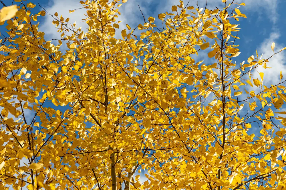 Quaking Aspen Trees.