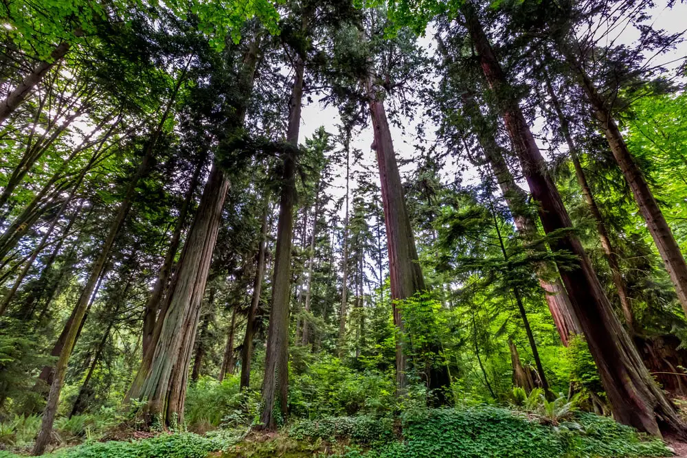 Cedar Trees.