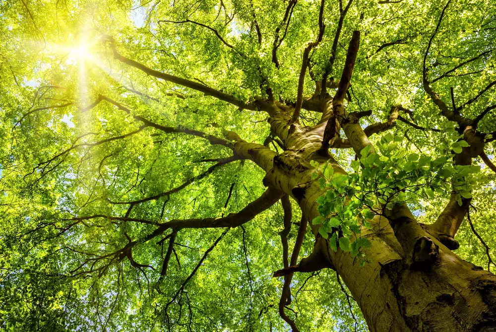 Large beech tree.