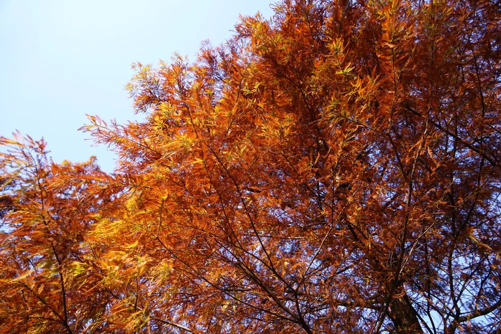 Bald-Cypress Trees.