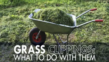 Grass clippings.