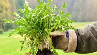 A gloved hand holding a thick clump of weeds, with roots exposed.