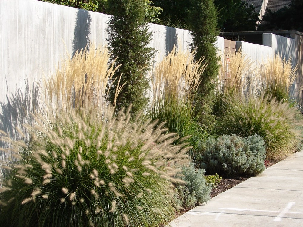 Ornamental grasses in a garden