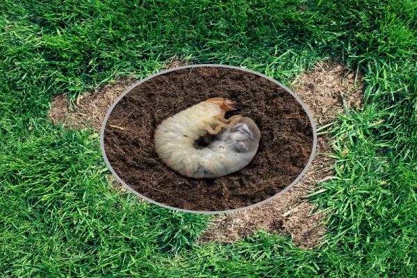 Grub in residential lawn