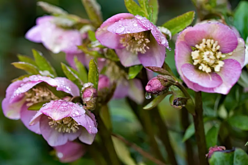 Hellebore flowers