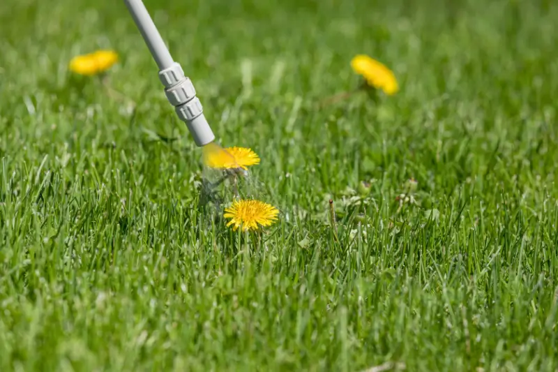 Post-emergent herbicide being sprayed on dandelion.