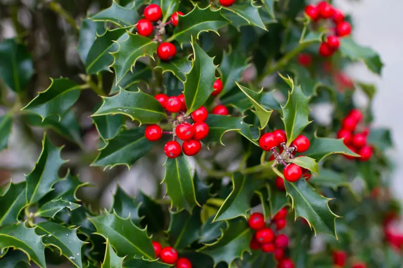 Holly bushes