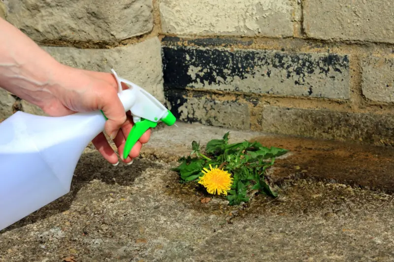 Vinegar in spray bottle being sprayed to kill a weed.