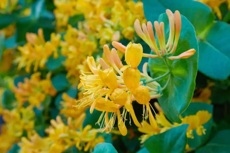 Honeysuckle flowers