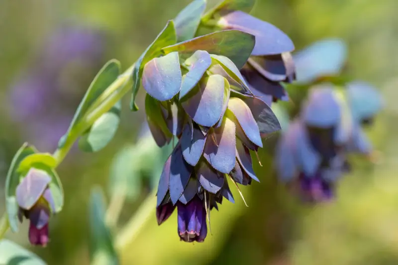 Honeywort