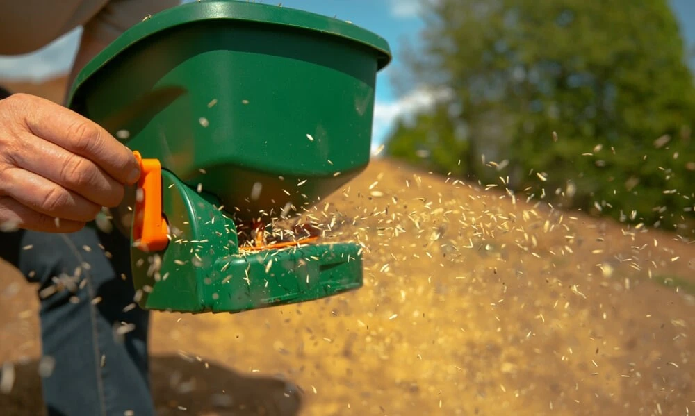 Landscaper using a seed spreader for a white clover lawn.