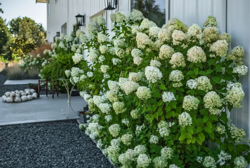 Hydrangeas on a residential landscape